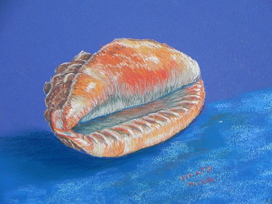 Coquillage-pastel-papel-(30,5x22,5)