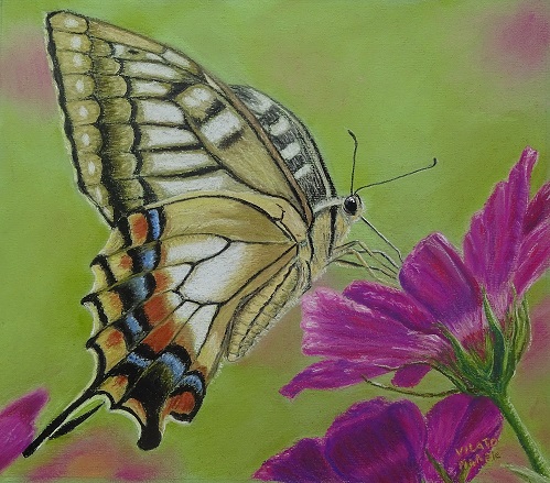 papillon-pastel-papier-(32x24)